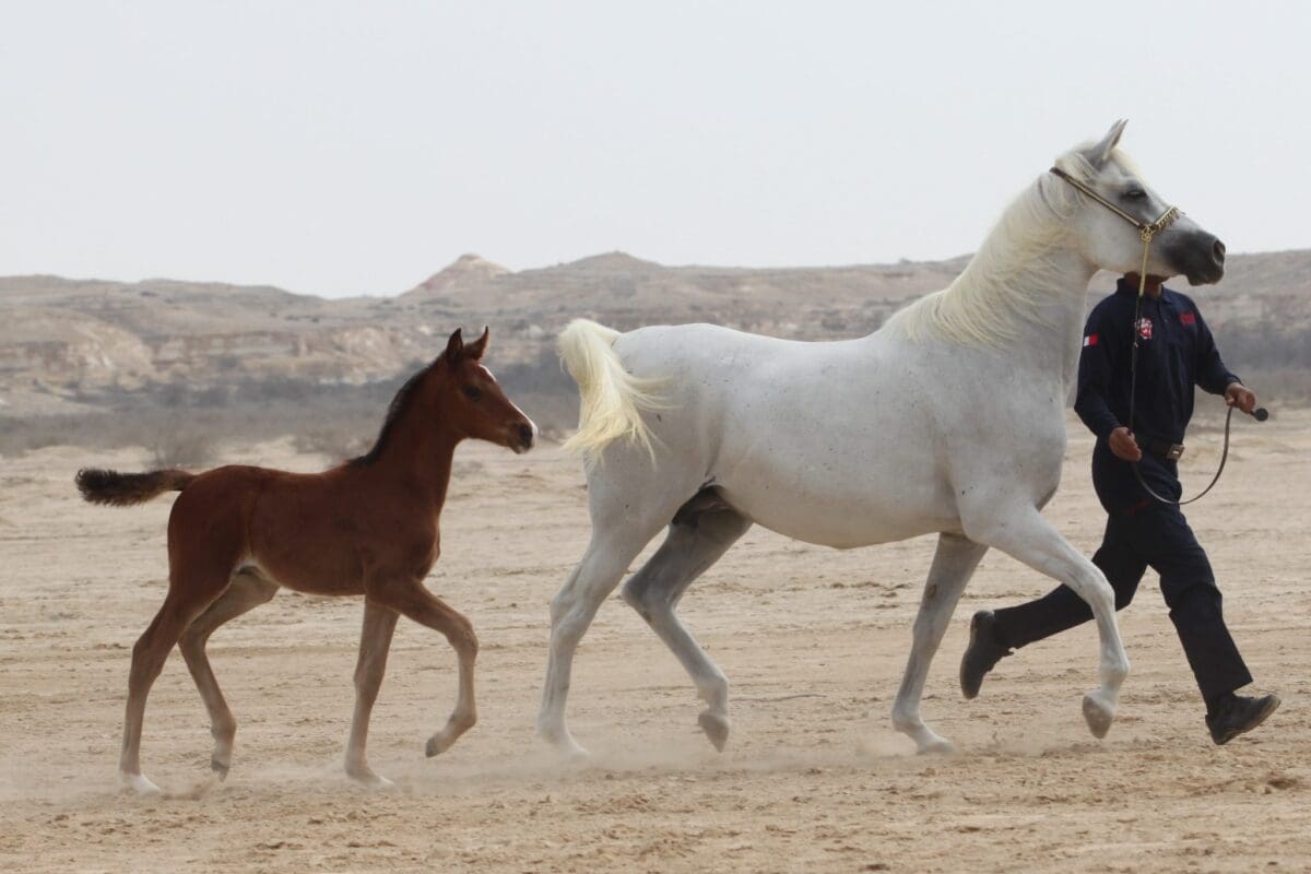 نادي سباقات الخيل في السعودية