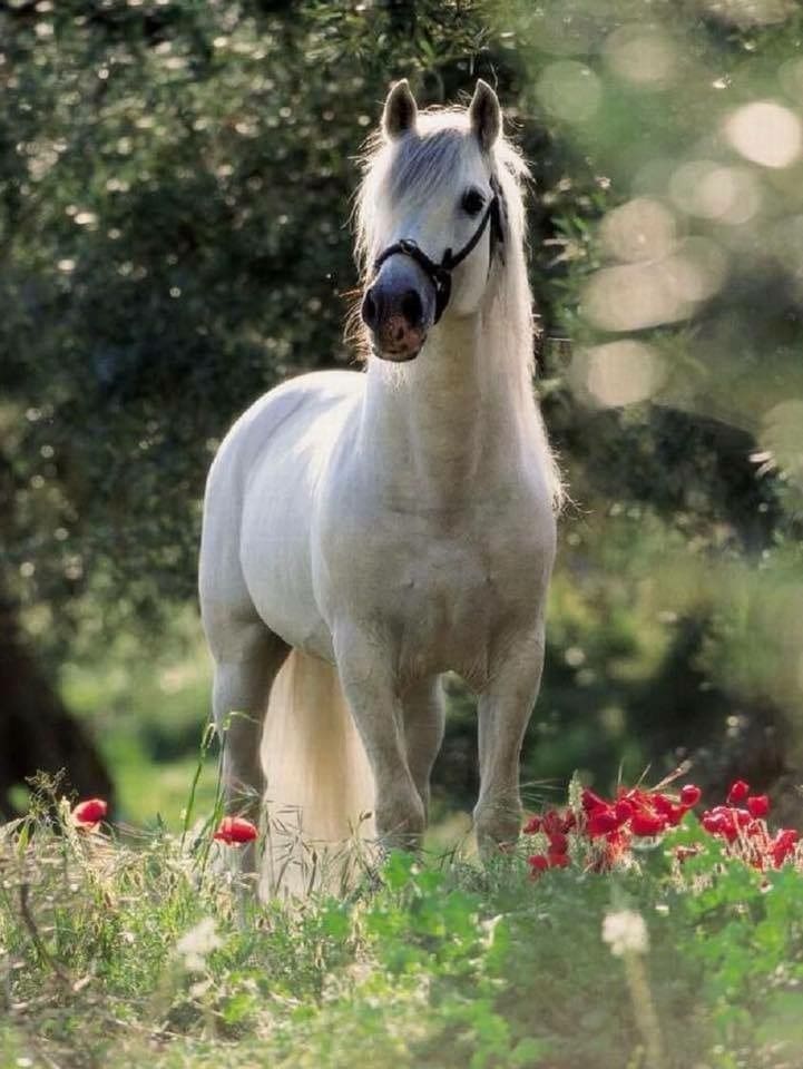 نادي سباقات الخيل في السعودية