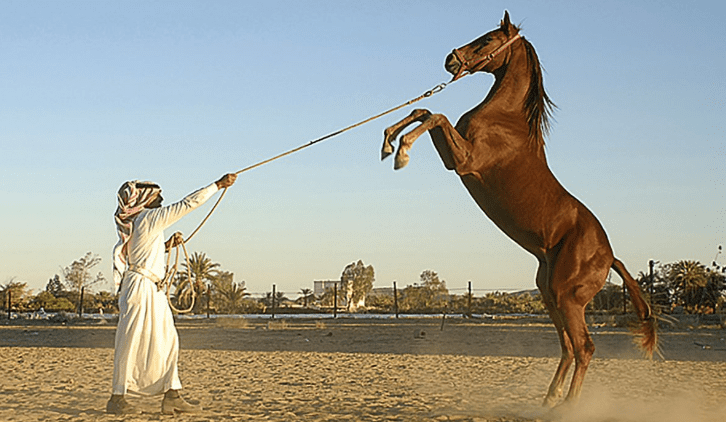 نادي سباقات الخيل في السعودية