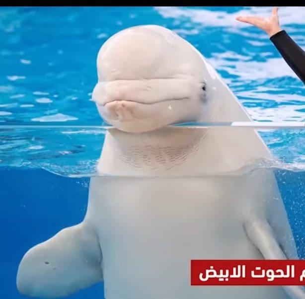 أكبر وأضخم حيوان في العالم