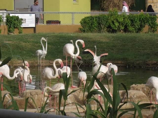 حديقة الحيوان بالرياض