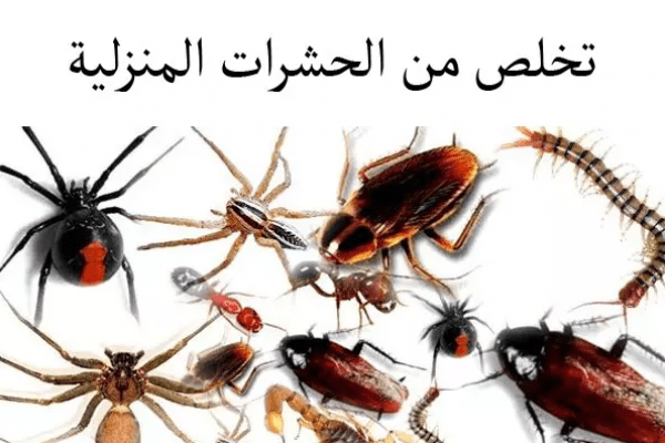 طريقة منزلية للتخلص من الحشرات المنزلية