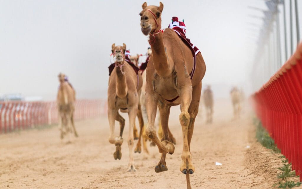 حقق كأس الموسم.. السهلي يتفوق ويخطف الأنظار إليه