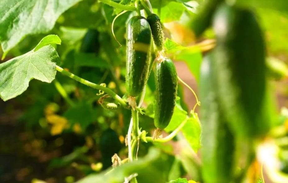 خطوات زراعة الخيار في البيت