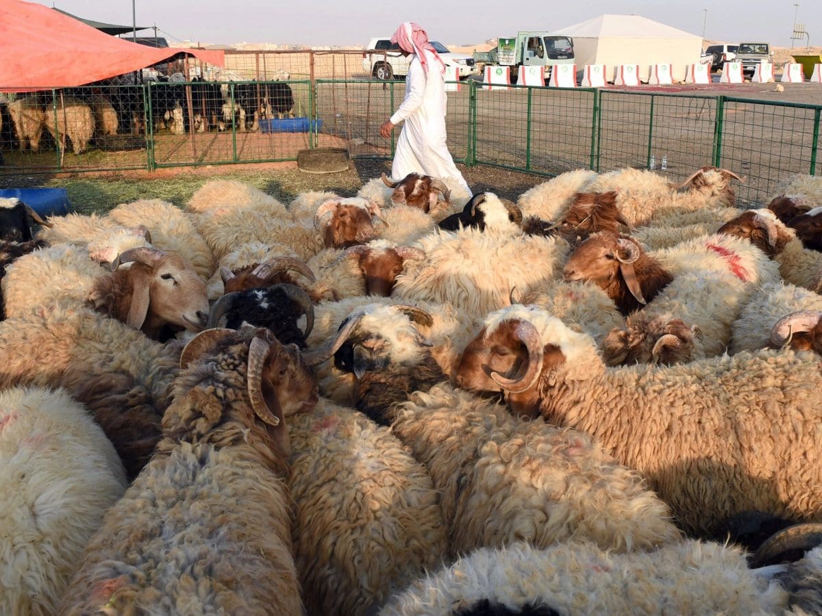 أسعار جنونية لـ الأغنام النعيمي والمستوردة