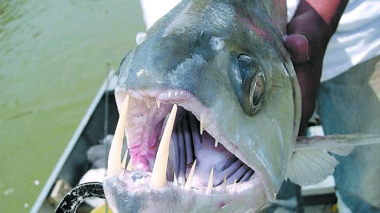 السمك مصاص الدماء Vampire Fish