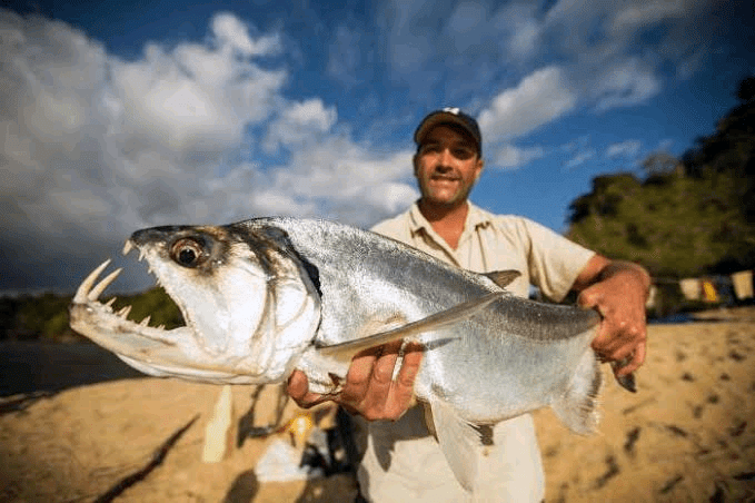 السمك مصاص الدماء Vampire Fish