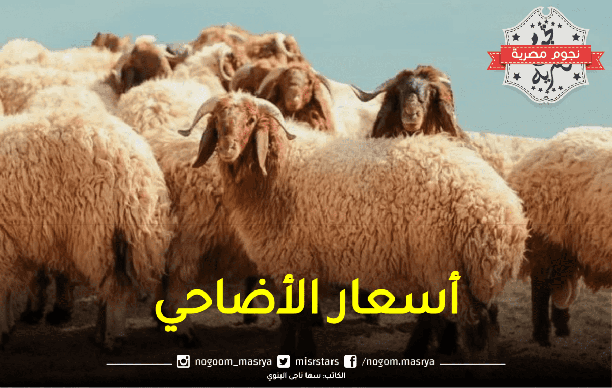 اسعار الاضاحي