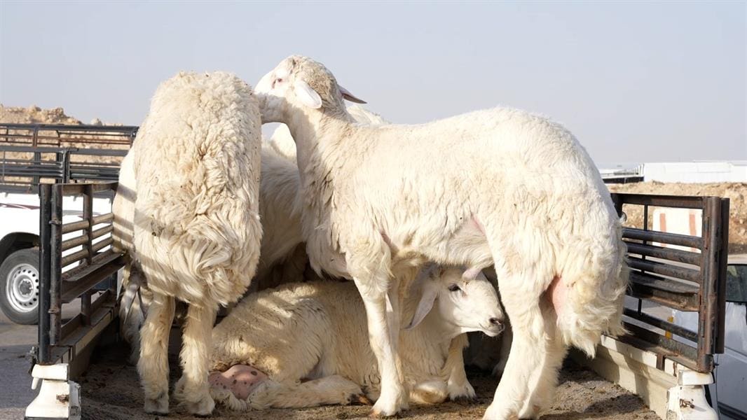 أسعار جنونية لـ الأغنام النعيمي والمستوردة