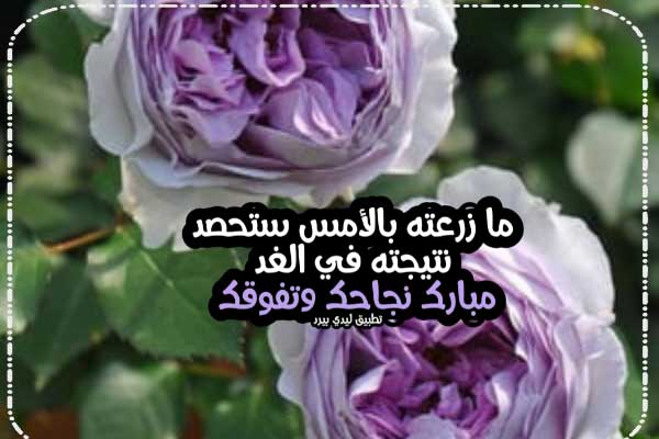 صورة 6