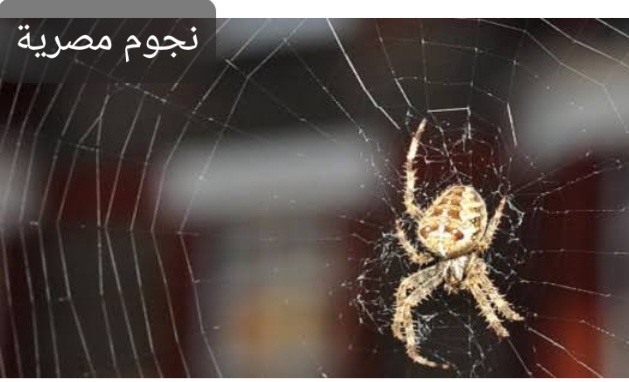 صورة العنكبوت 