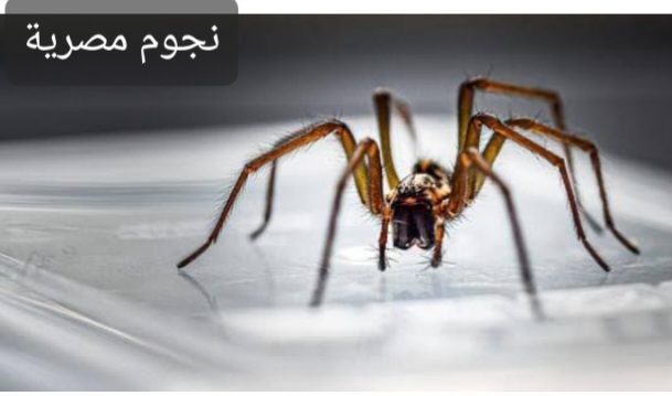 صورة العنكبوت عن قرب