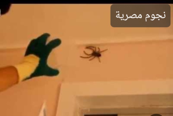 العنكبوت داخل المنزل 