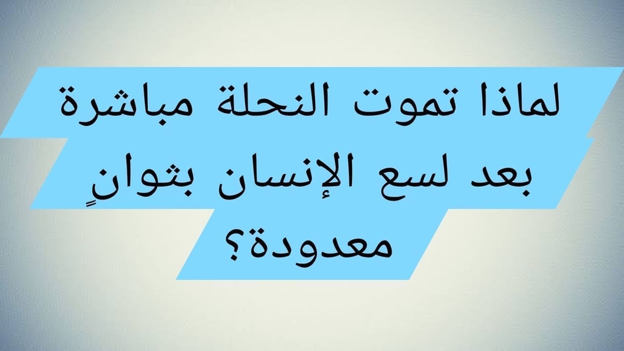 سؤال مثير... لماذا تموت النحلة مباشرة بعد لسع الإنسان بثوانٍ معدودة؟