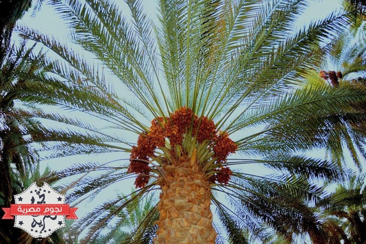 أشجار النخيل في السعودية (مصدر الصورة. موقع إندبندنت عربية)