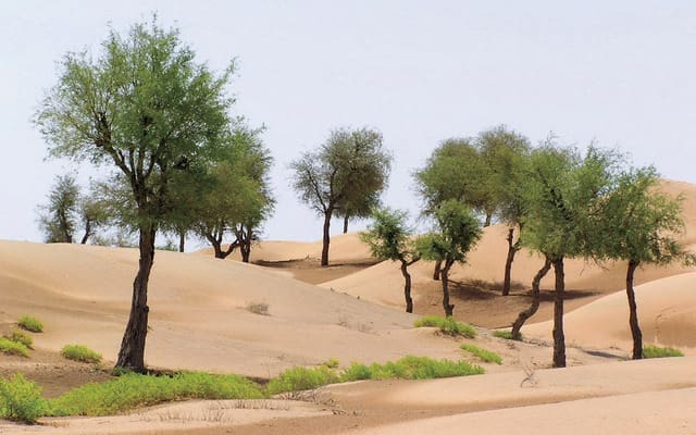 المملكة تستعرض تجربتها في تشجير السعودية ومكافحة التصحر أمام منتدى كوبوتشي الدولي بالصين