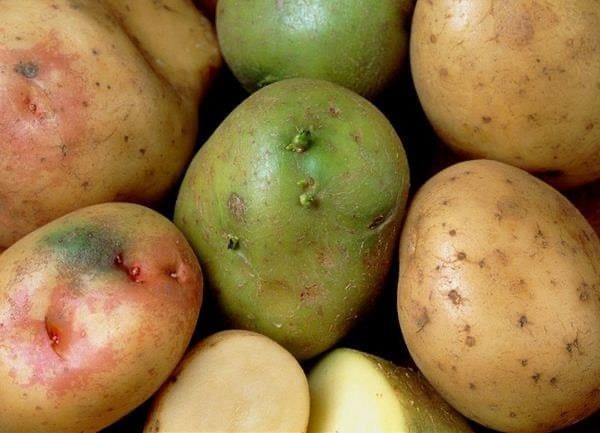 طرق الحفاظ على البطاطس من العفن
