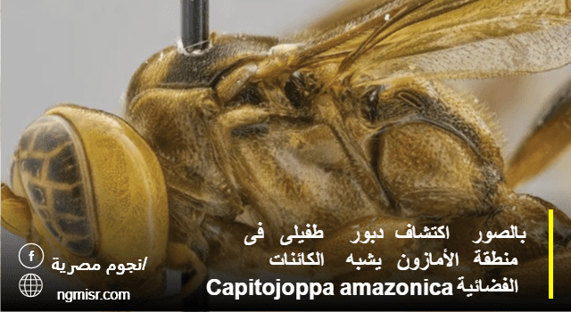 بالصور اكتشاف دبور طفيلى فى منطقة الأمازون يشبه الكائنات الفضائية Capitojoppa amazonica