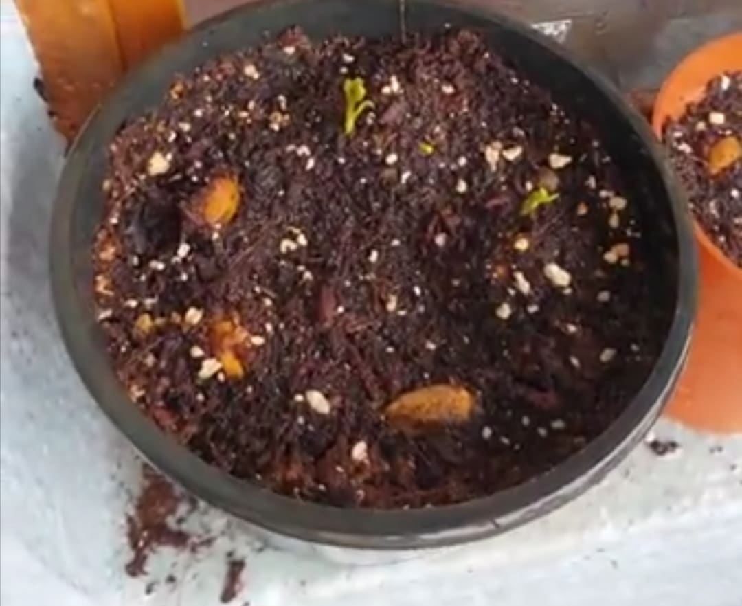 طريقة زراعة الفستق