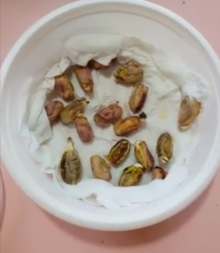 طريقة زراعة الفستق 