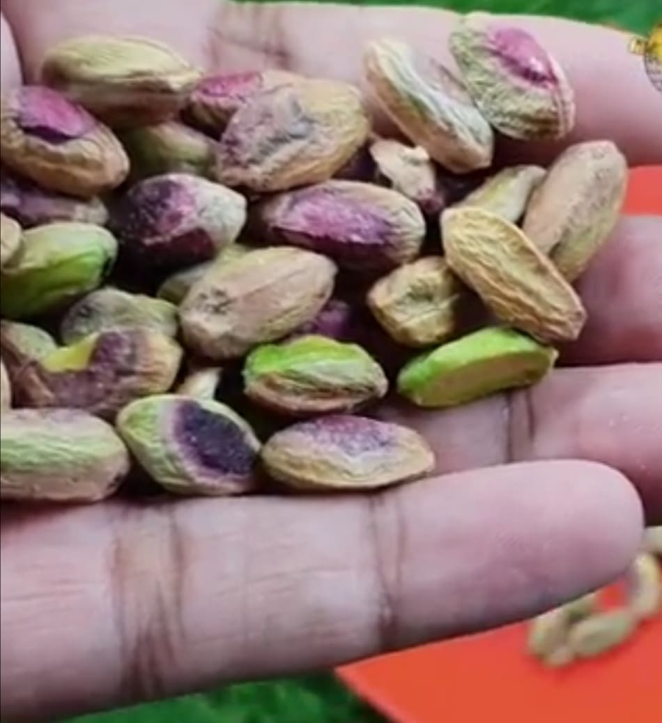 طريقة زراعة الفستق