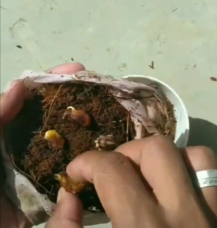 طريقة زراعة الفستق