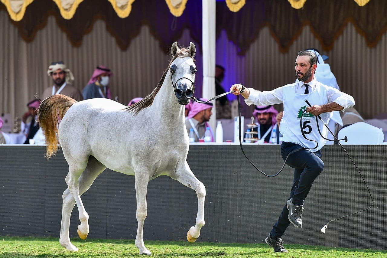 منافسات العرض الدولي السادس لجمال الخيل العربية الأصيلة