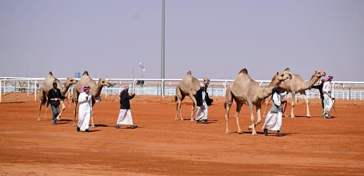 مهرجان الملك عبد العزيز للابل