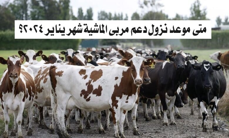 متى موعد نزول دعم مربي الماشية شهر يناير 2024