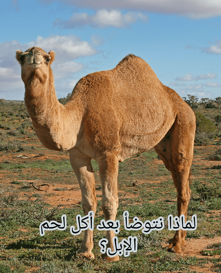 الإبل 