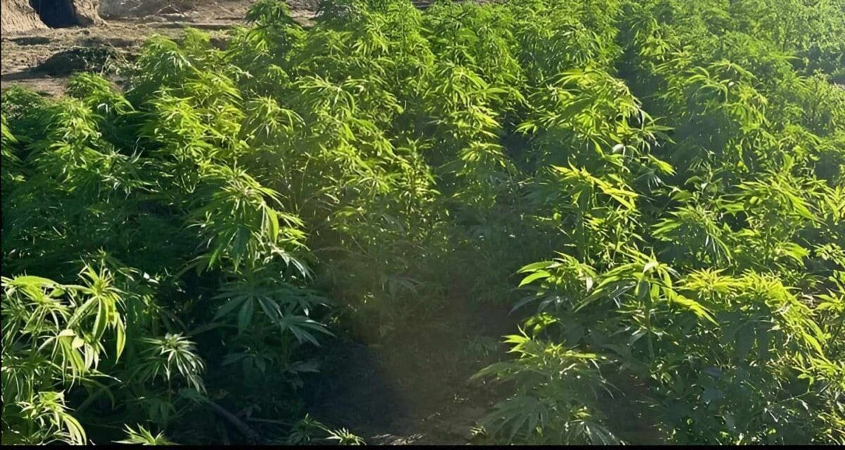 الشرطة المصرية تداهم جزيرة لزراعة المخدرات