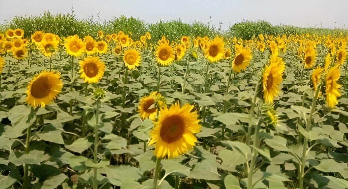 تحويل الصحراء لمساحات خضراء