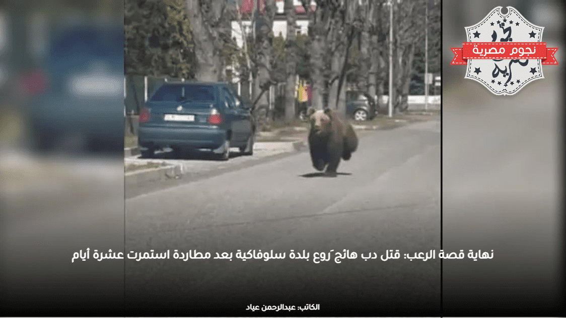نهاية قصة الرعب: قتل دب هائج َروع بلدة سلوفاكية بعد مطاردة استمرت عشرة أيام
