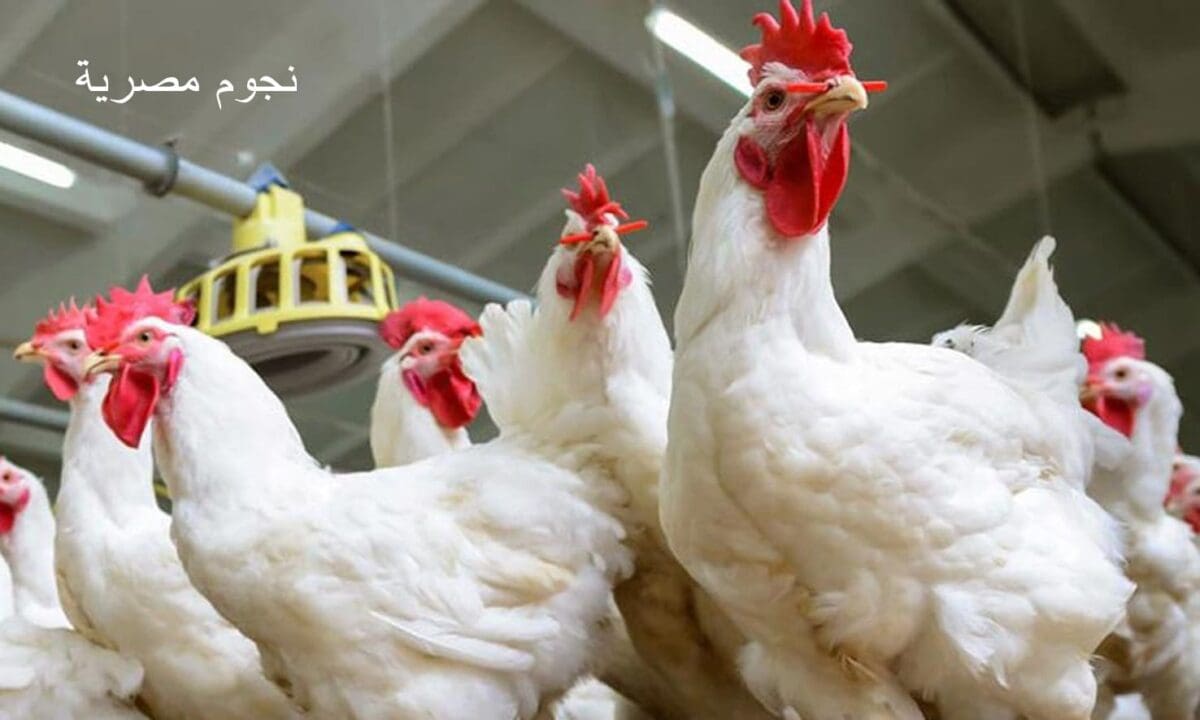 الكل بيسأل " كام سعر الفراخ انهاردة؟" بورصة الدواجن تبشر بانخفاض السعر اليوم الثلاثاء 16 أبريل