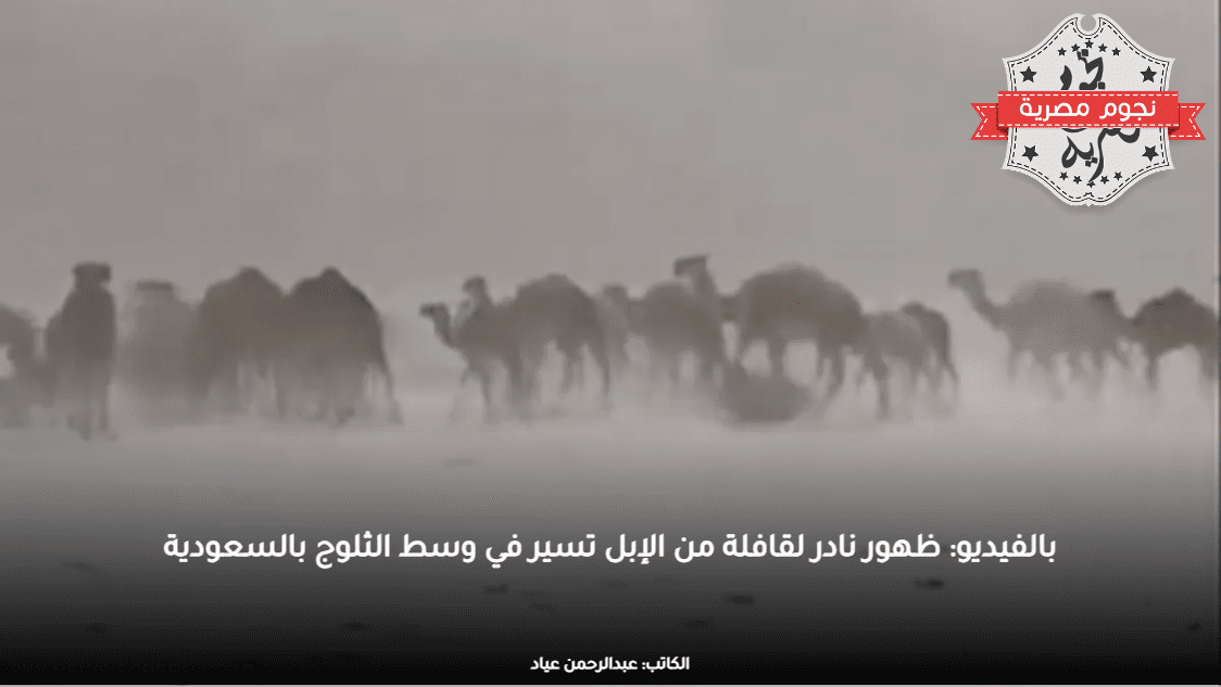 بالفيديو: ظهور نادر لقافلة من الإبل تسير في وسط الثلوج بالسعودية