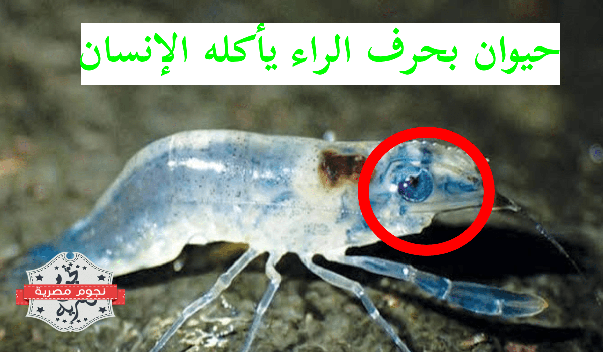 حيوان بحرف الراء يأكله الإنسان
