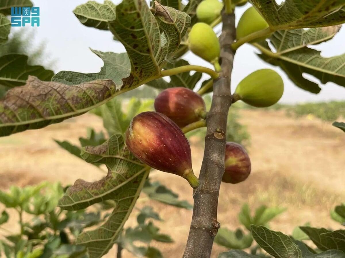 التين له العديد من الفوائد الصحية.