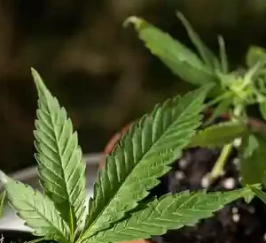 شتلات الماريجوانا في ألمانية مباحة في المنازل