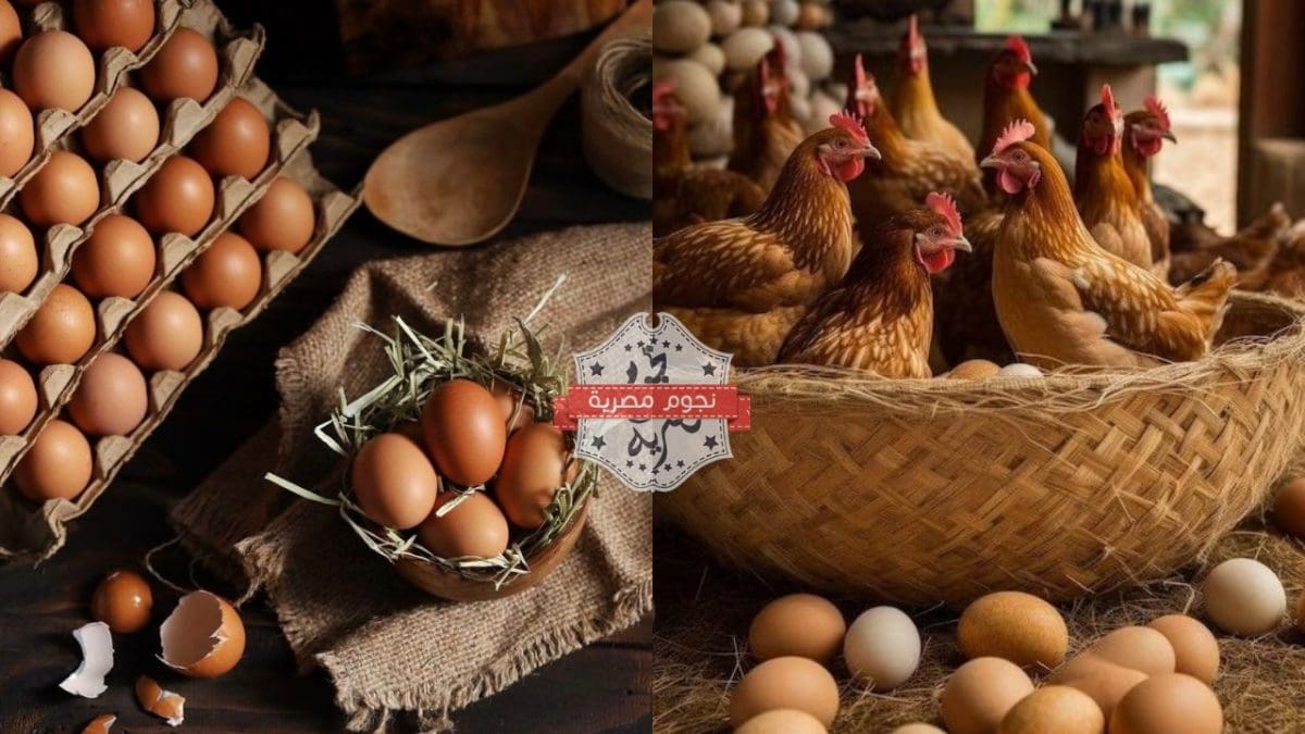 سعر الدواجن والبيض اليوم الخميس