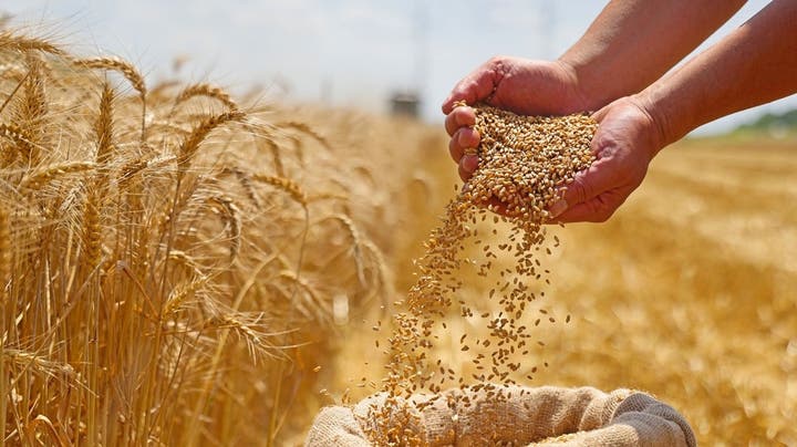 قبل الحصاد.. وكيل زراعة الشرقية ينصح المزارعين للقمح بهذه الأشياء الهامة